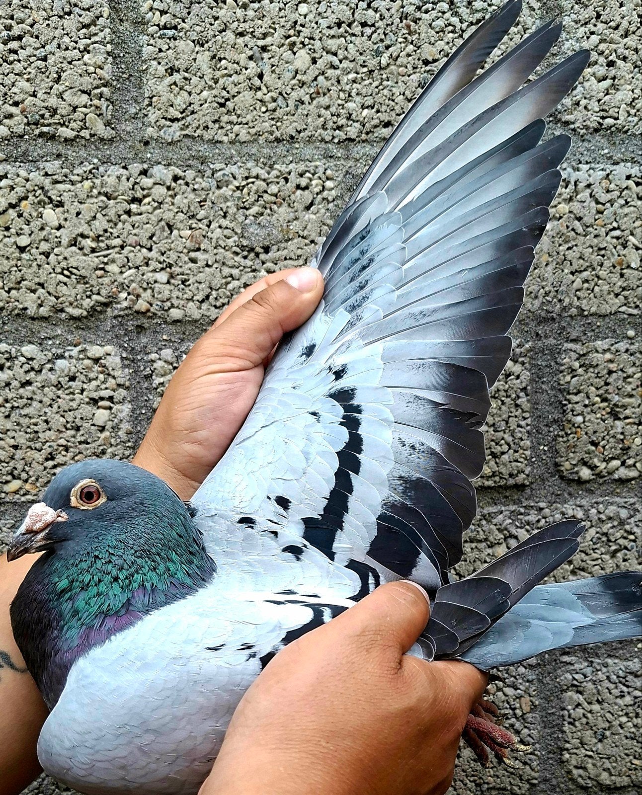 Pigeon de course « CHE » /"BLUE THUNDER », Mâle, Pigeon voyageur