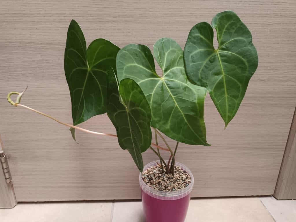 Anthurium clarinervium x pedatoradiatum, Huis en Inrichting, Kamerplanten, Ophalen of Verzenden
