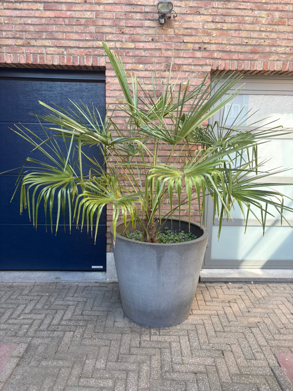 Palmier Chamaerops humilis, Enlèvement, Palmier