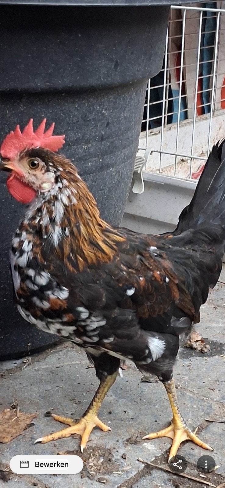 Raszuivere Doornikse kriel haan, Dieren en Toebehoren