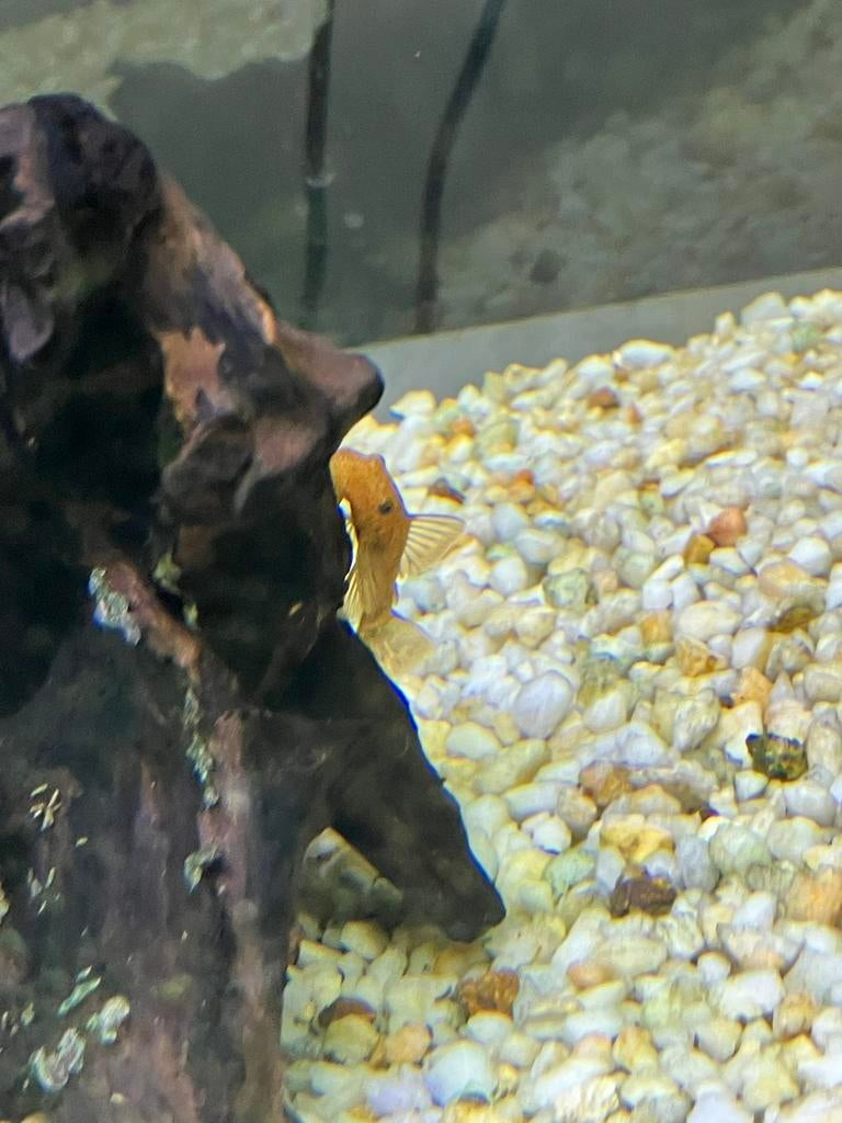 Borstelneus pleco, Dieren en Toebehoren