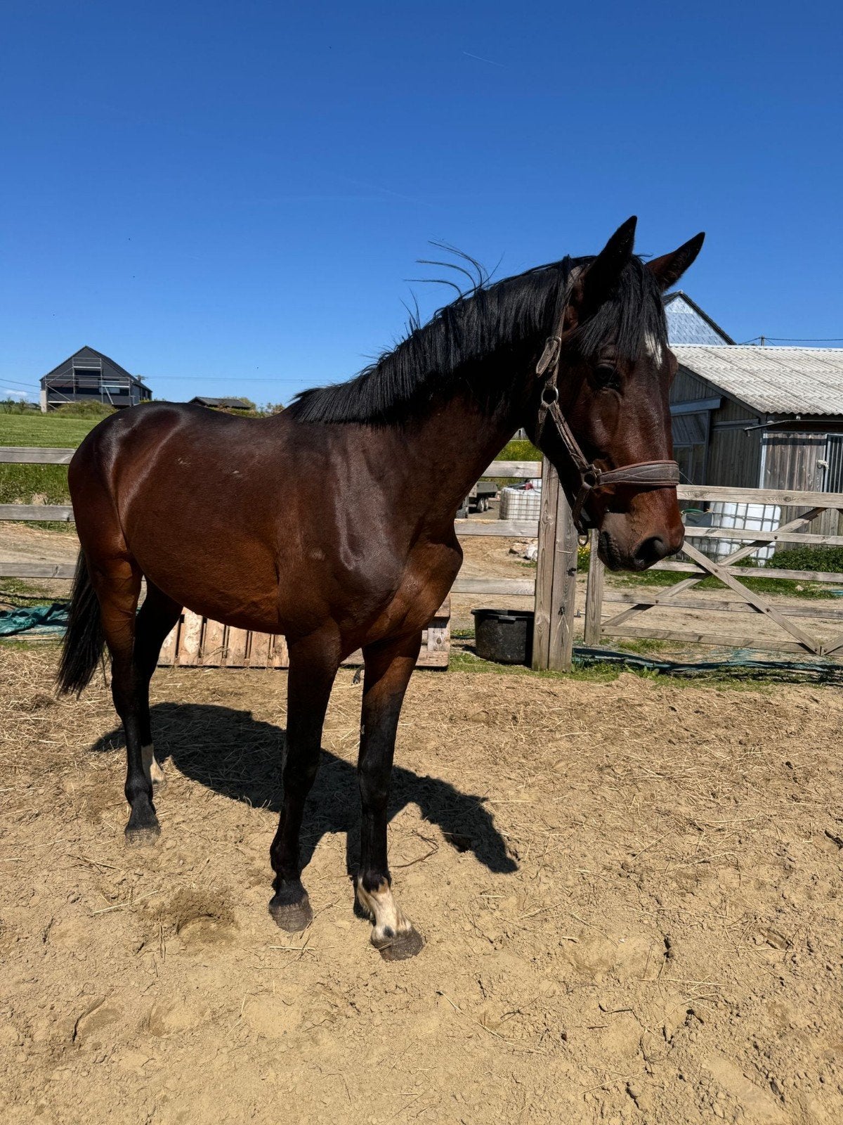 Super gentil et brave kwpn pp 2ans passé, Dieren en Toebehoren, Paarden, L