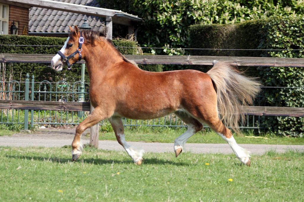 Welsh A merrie & Palomino welsh hengst, Dieren en Toebehoren, Merrie, Met stamboom, Dressuurpony, 3 tot 6 jaar