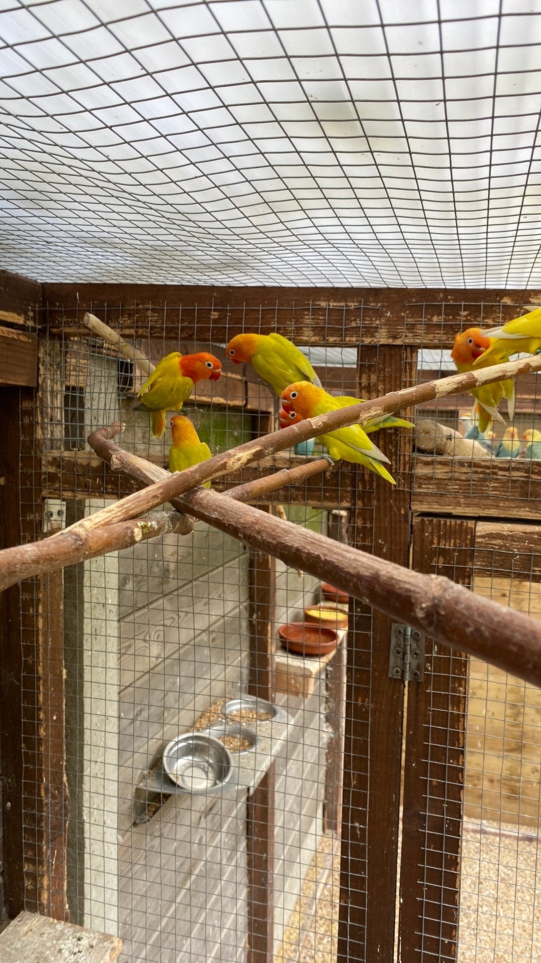 Ficheries 2026, Dieren en Toebehoren, Vogels | Parkieten en Papegaaien, Dwergpapegaai of Agapornis