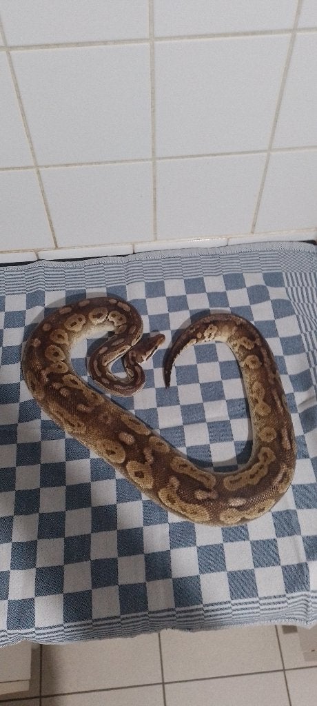 Vrouwtje ball python pewter poss mojave 2016 Ball Python - female for sale from Patrick Wodan