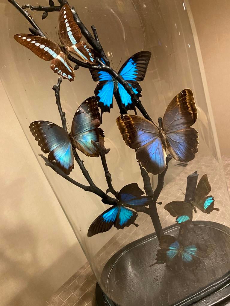 Vlinders stolp verzameling curiosa decoratie interieur, Ophalen of Verzenden, Zo goed als nieuw