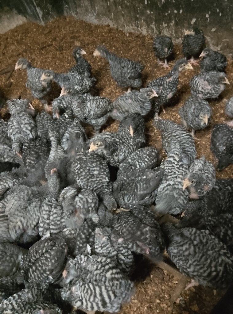 Hennetjes Mechelse koekoek, Dieren en Toebehoren, Pluimvee