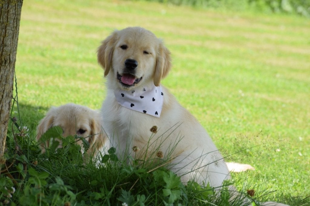 Chiots Golden Retriever, Golden retriever, Plusieurs, Hépatite contagieuse (maladie de Rubarth), Belgique