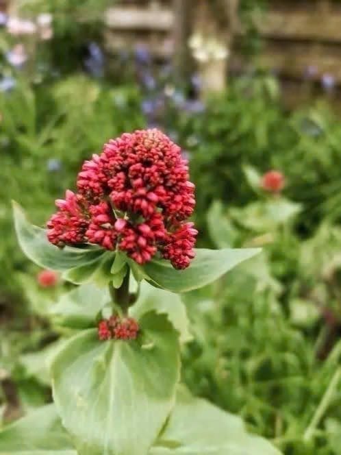 Rode valeriaan/ spoorbloem  plantjes uitgehaald, Volle zon, Vaste plant, Zomer, Ophalen