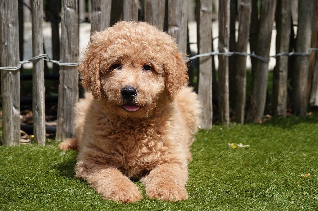 Prachtige abrikoze medium Labradoodle pups, met stamboom, Dieren en Toebehoren, Honden | Retrievers, Spaniëls en Waterhonden, België