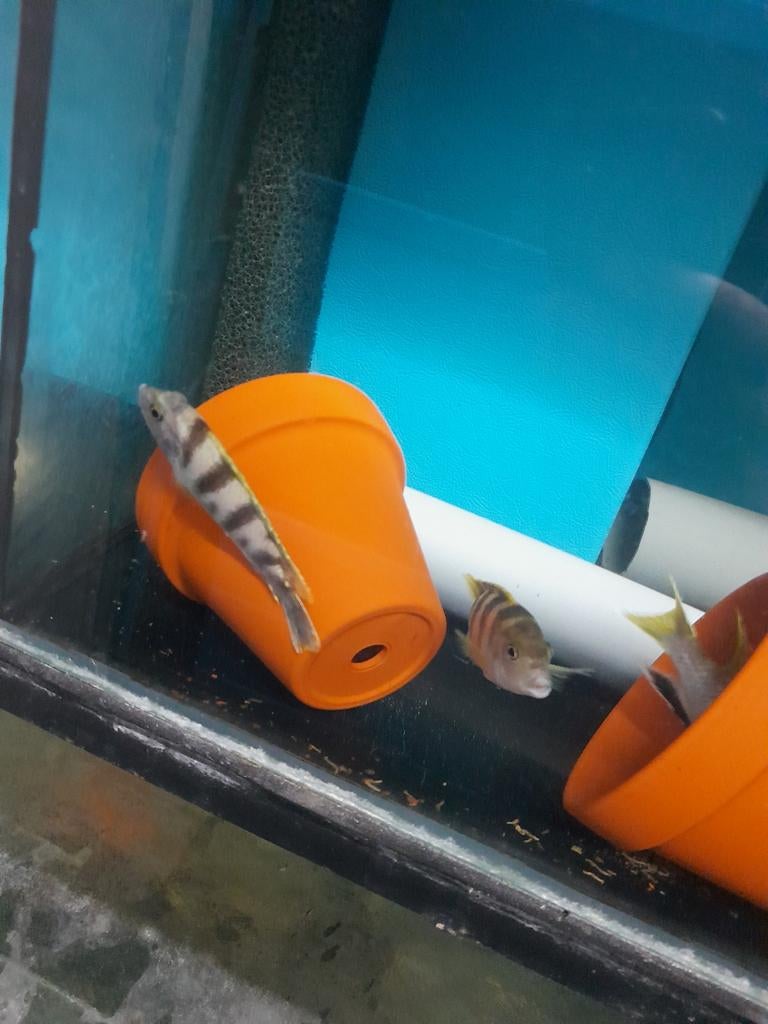 Nestje Labidochromis perlmutt, Dieren en Toebehoren, Vissen | Aquariumvissen, Zoetwatervis, Vis