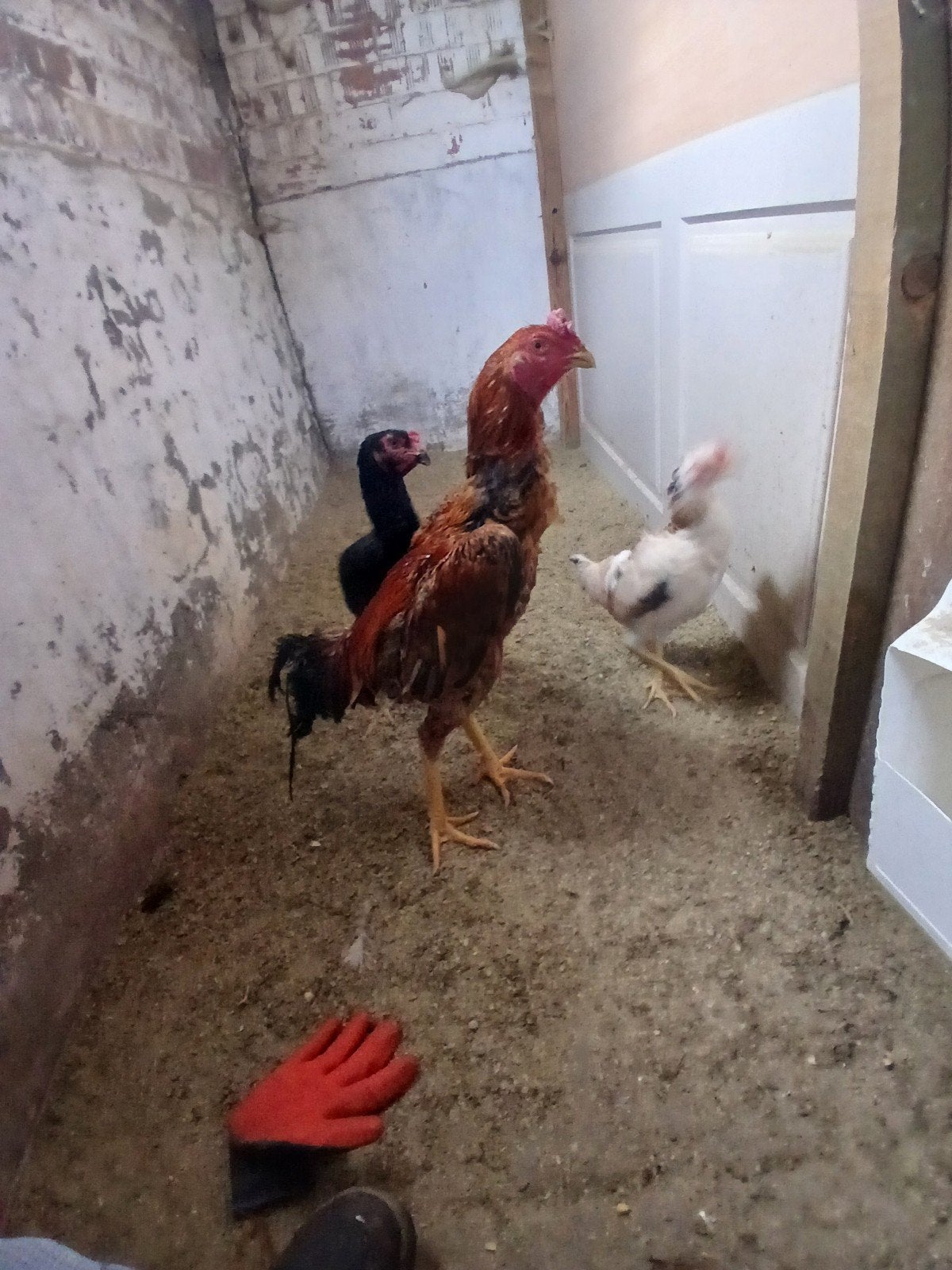 Haan shamo, Poule ou poulet