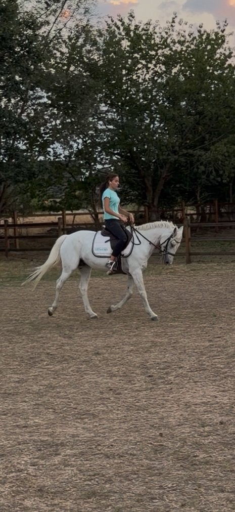 Poney Top D à vendre