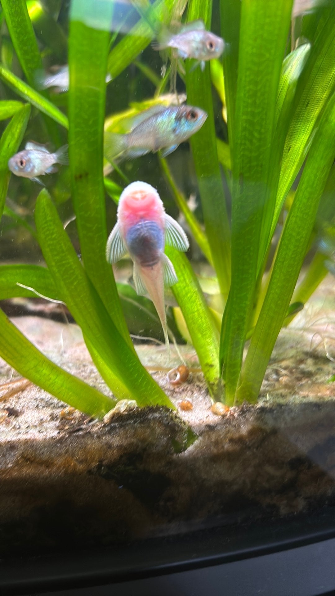 Snow white ancistrus (lees beschrijving)