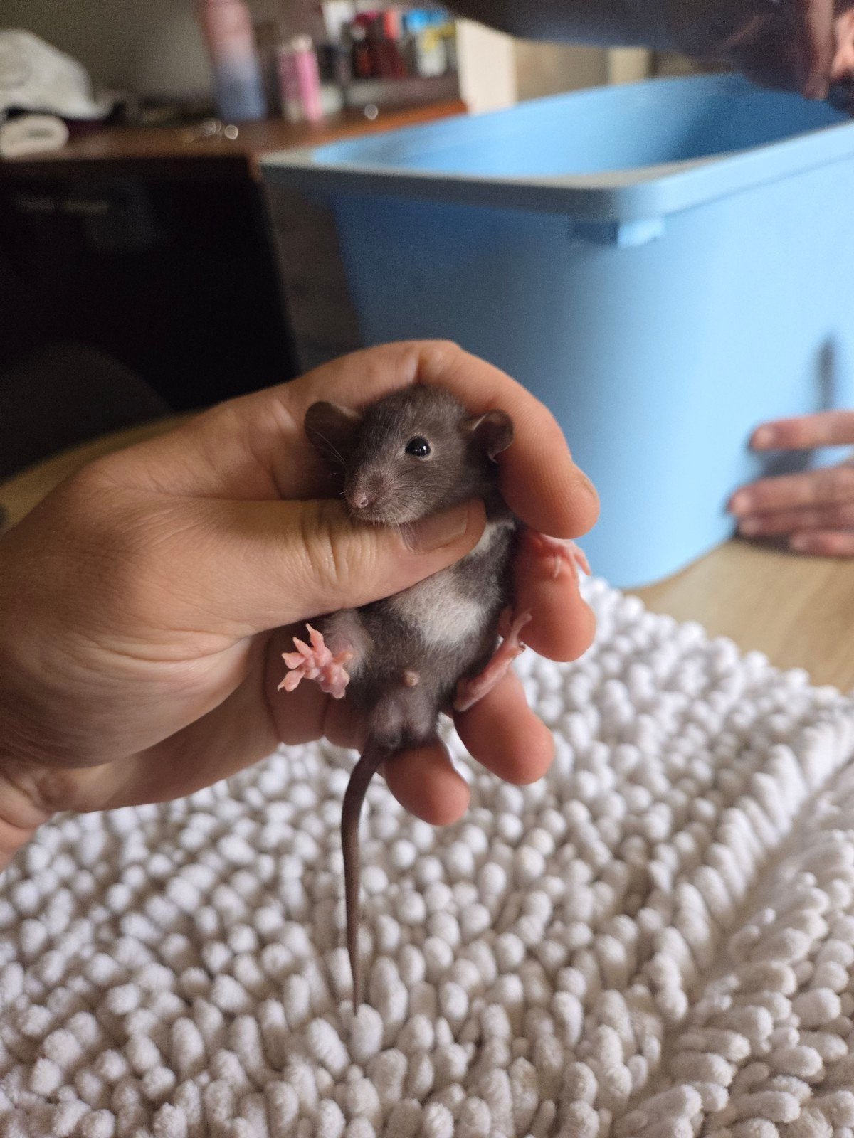 Tamme Dwerg Dumbo ratjes mogen hun nestje verlaten, Dieren en Toebehoren, Rat, Augustus, Meerdere dieren, Tam