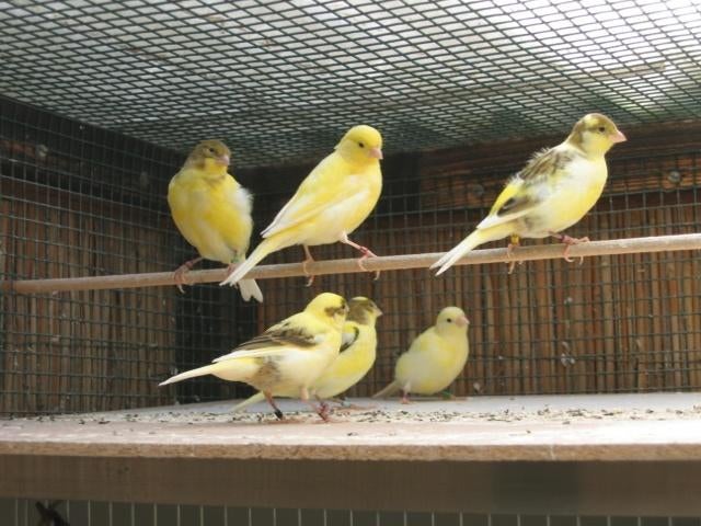 Jonge gele waterslagers, Dieren en Toebehoren, Vogels | Kanaries, Meerdere dieren, Zangkanarie