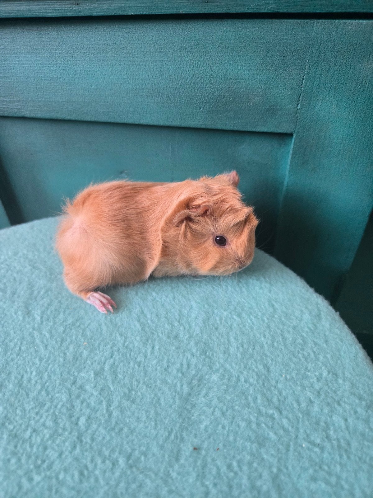 Peruvian beertje en zeugje, Dieren en Toebehoren, Knaagdieren, Cavia, Juli, Meerdere dieren, Tam