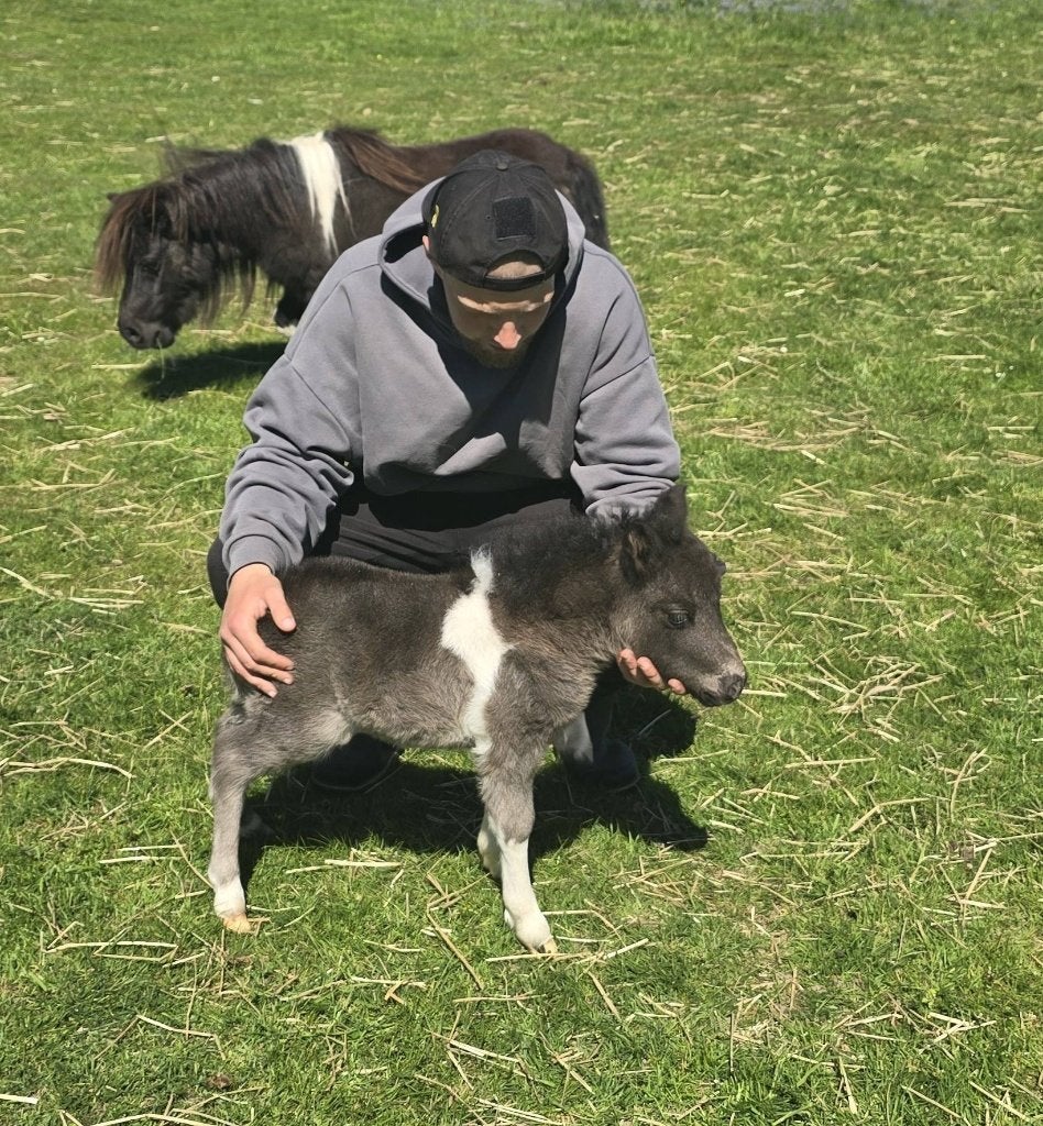 Mini poney shetland taille super miniature, Plusieurs animaux, Ne s'applique pas, Avec pedigree