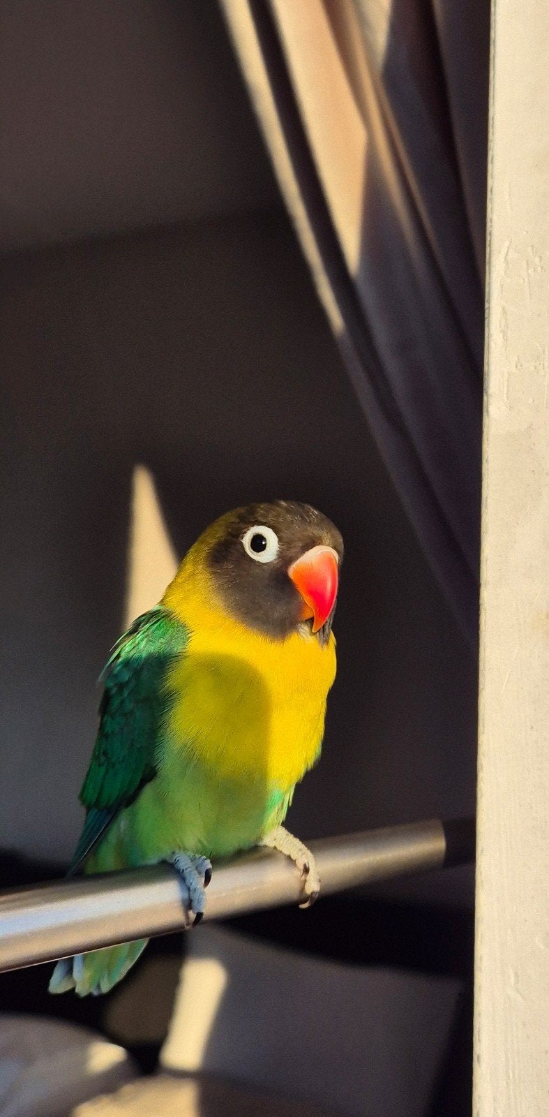 Mooie vogelkooi staander + zeer tamme mooie dwergpapegaai