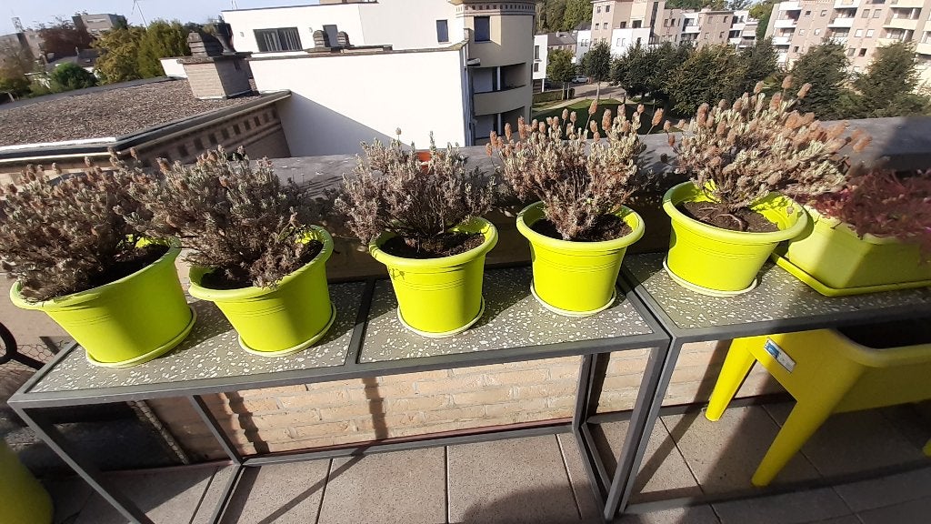 5 limekleurige bloempotten met lavendel, Ophalen