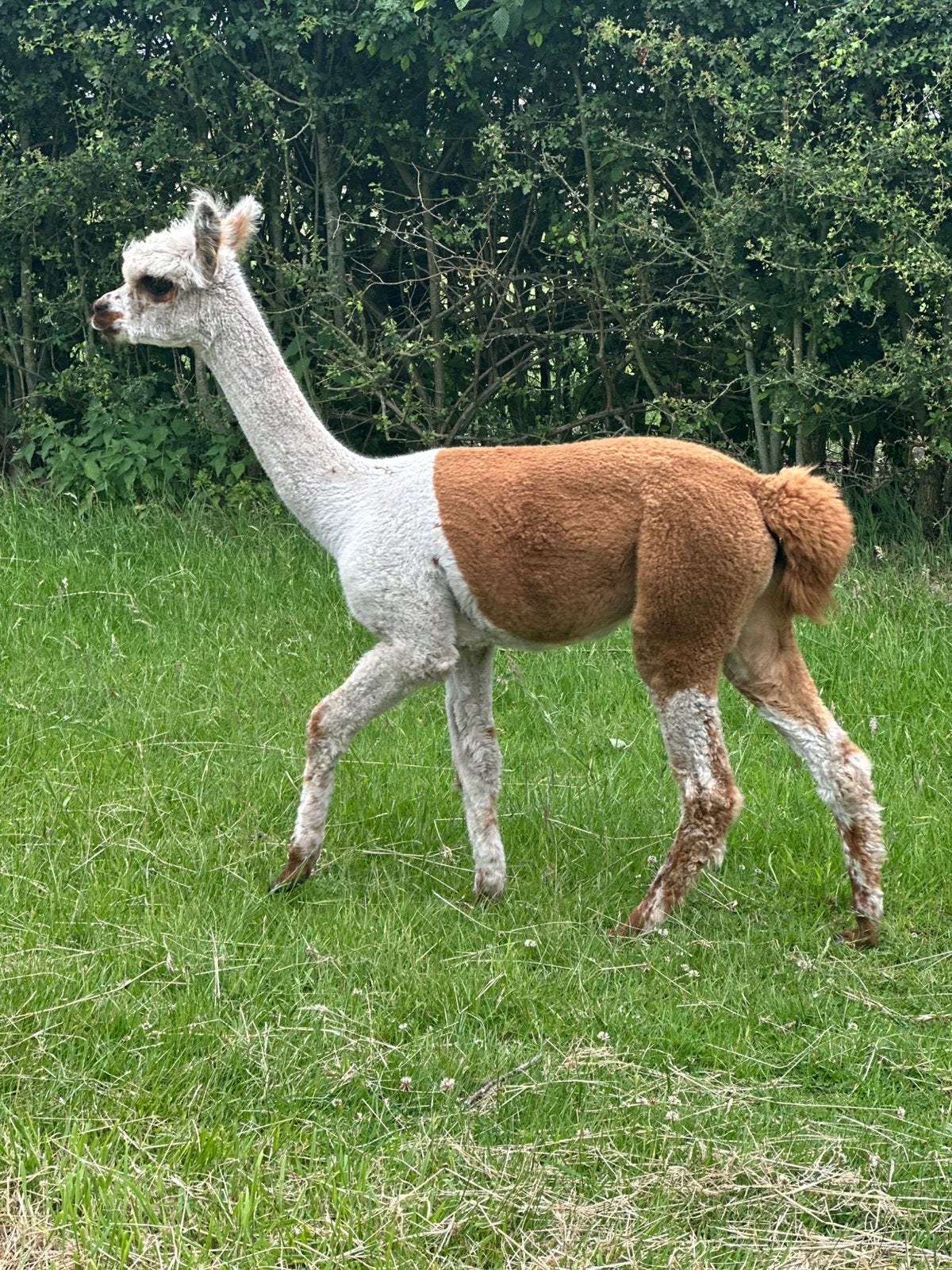 Super mooi getekende bonte alpaca merrie van 9 maanden, Juillet, Femelle