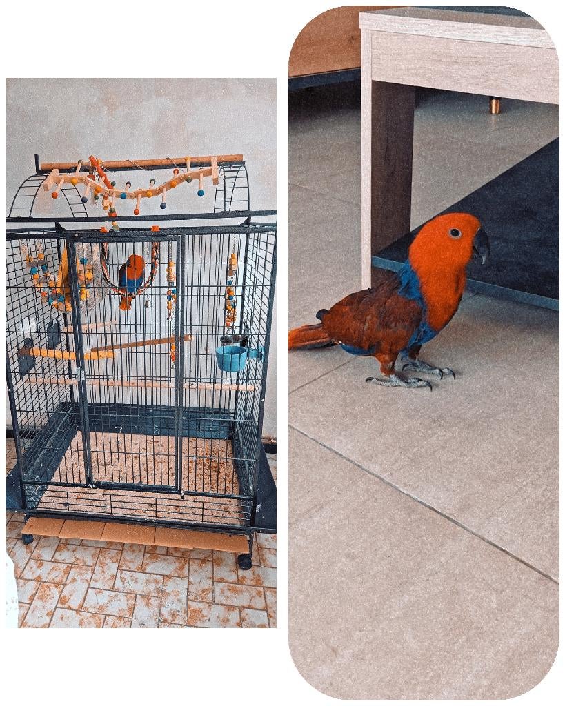 Perroquet, Enlèvement, Comme neuf, Cage à oiseaux