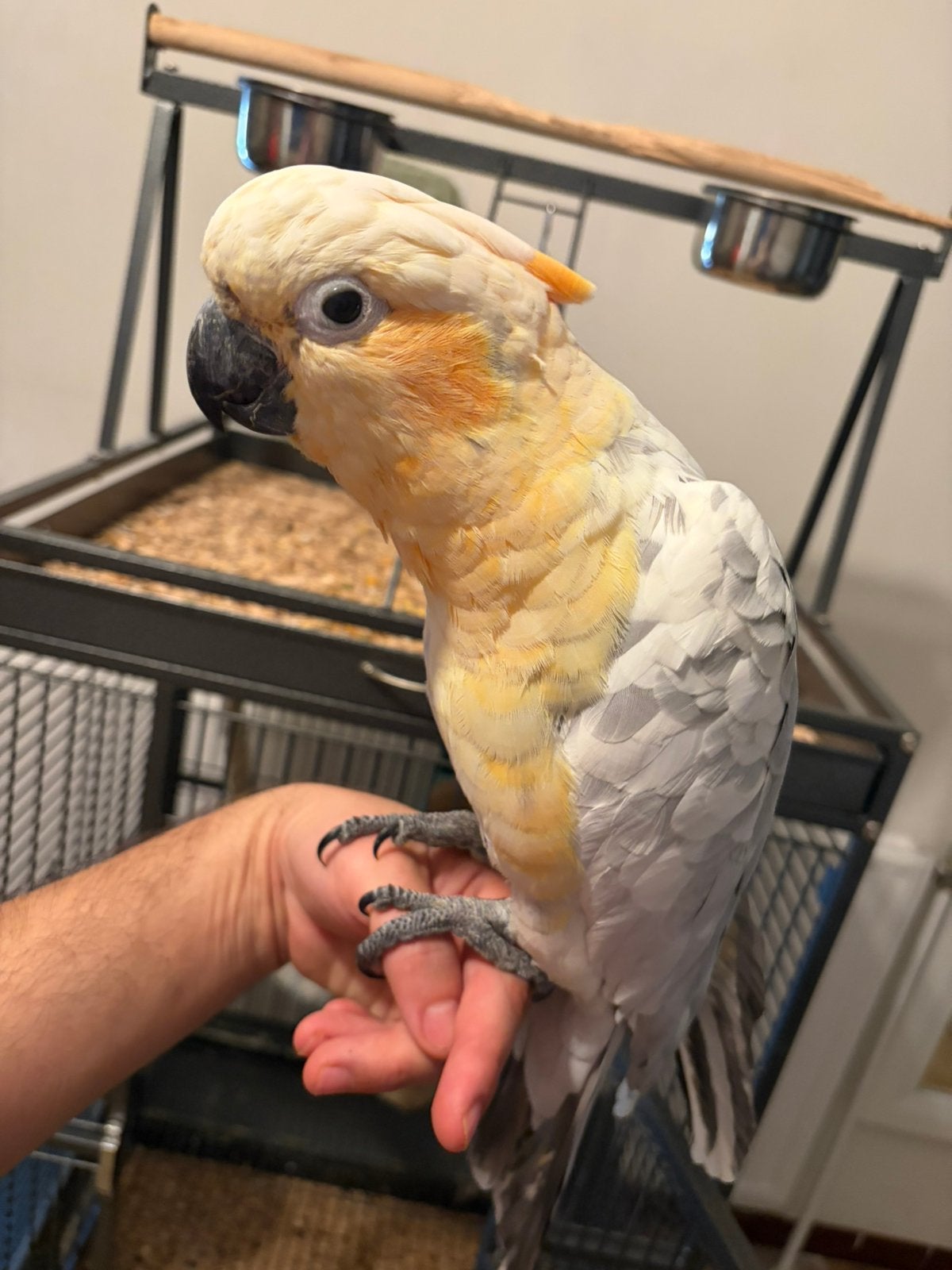 Supertam hybride kaketoe met kooi&javaboom, Dieren en Toebehoren, Vogels | Parkieten en Papegaaien, Mannelijk, Papegaai, Geringd