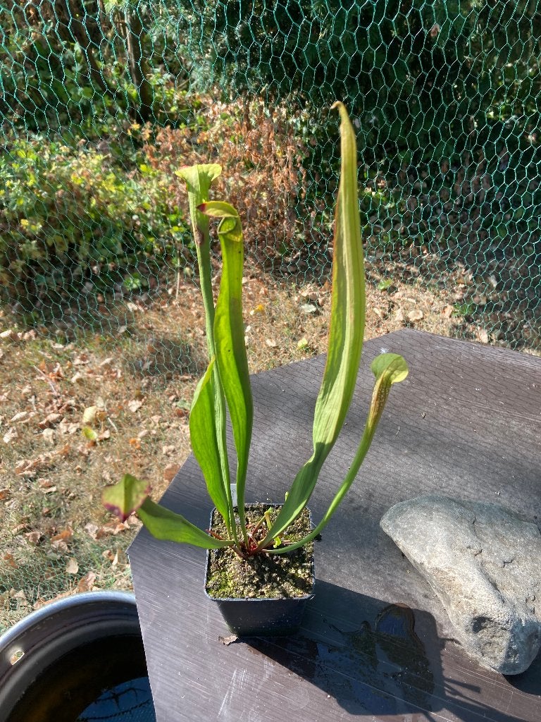 Sarracenia Excellens (Leucophylla x Minor) 9 cm pot, Tuin en Terras, Planten | Tuinplanten, Overige soorten, Volle zon, Vaste plant