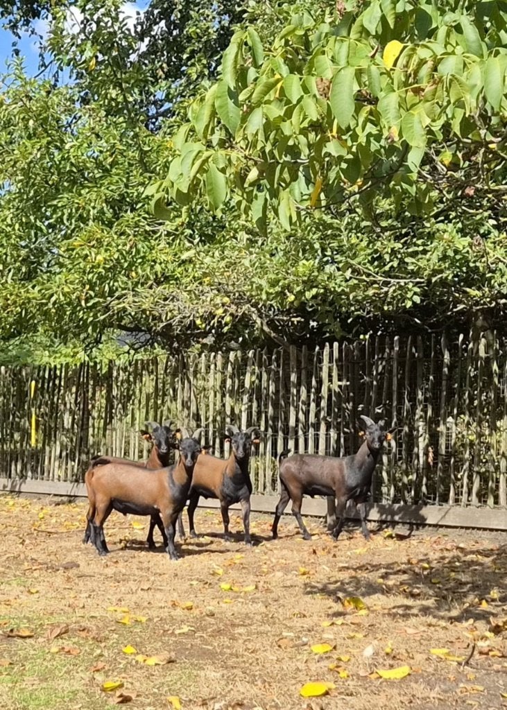 4 bokjes - dwerggeit bokken - bruin - stamboek, Mâle, Chèvre, 0 à 2 ans