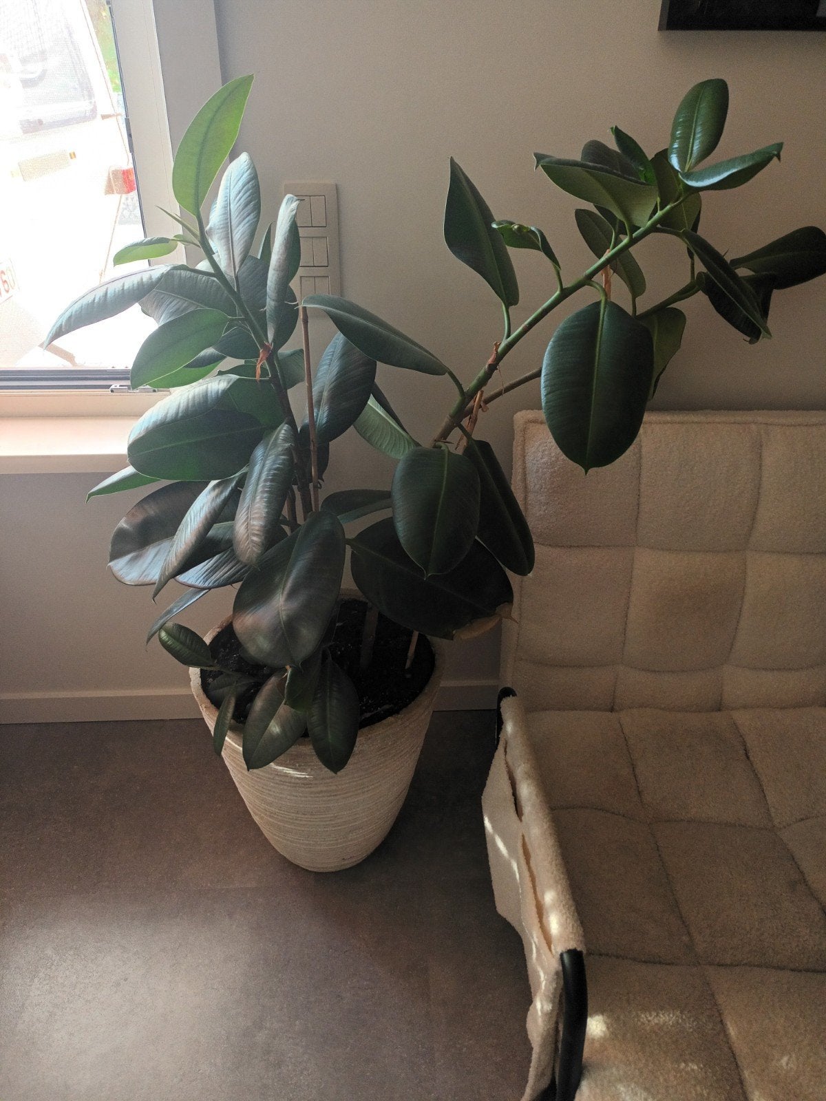 Ficus met pot, Ophalen, Ficus, 100 tot 150 cm, Halfschaduw