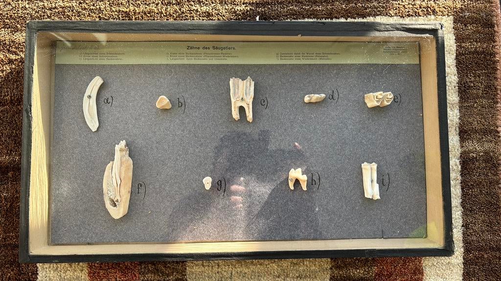 Antieke anatomische spécimen zoogdiertanden Heinrich Sander., Ophalen, Zo goed als nieuw