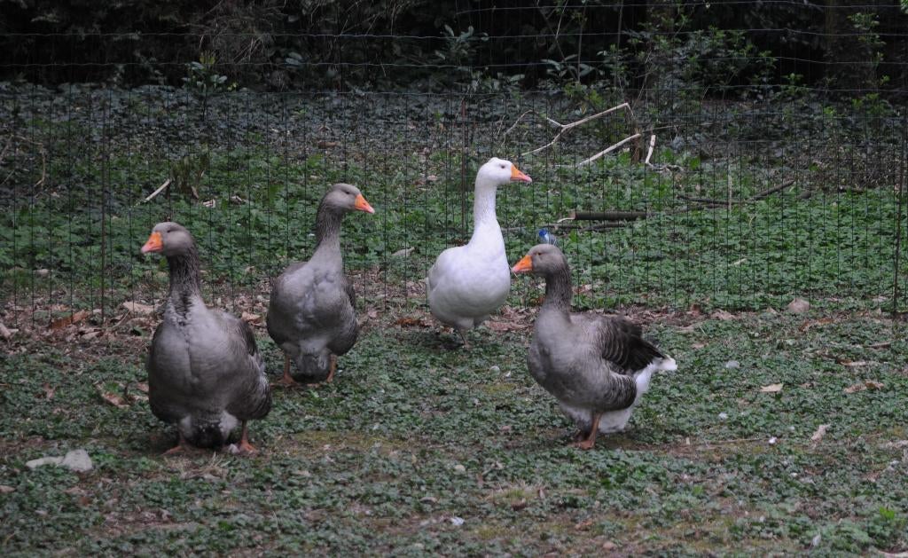 Ganzen Ei Eieren Gans - Lekker opeten of mooi decoreren, Ophalen, Nieuw, Overige typen