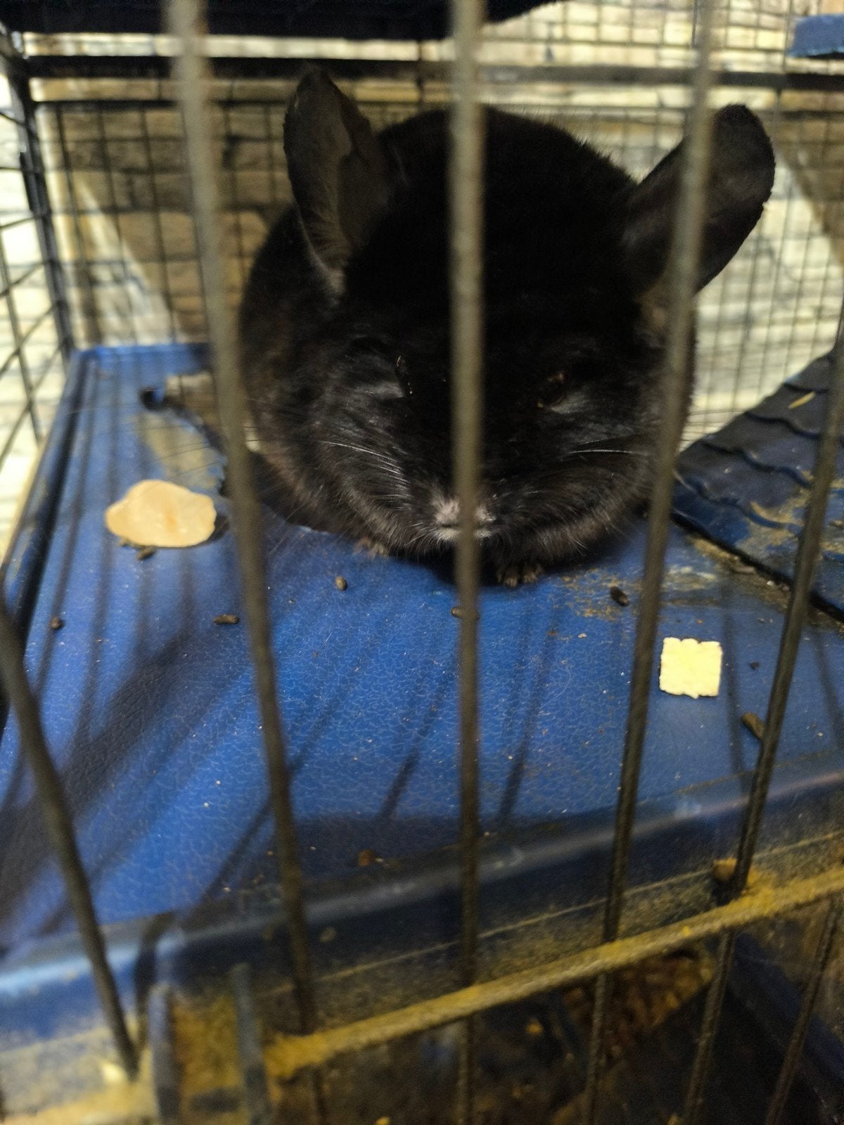 chinchilla, Animaux & Accessoires, Lapin ou Rongeur