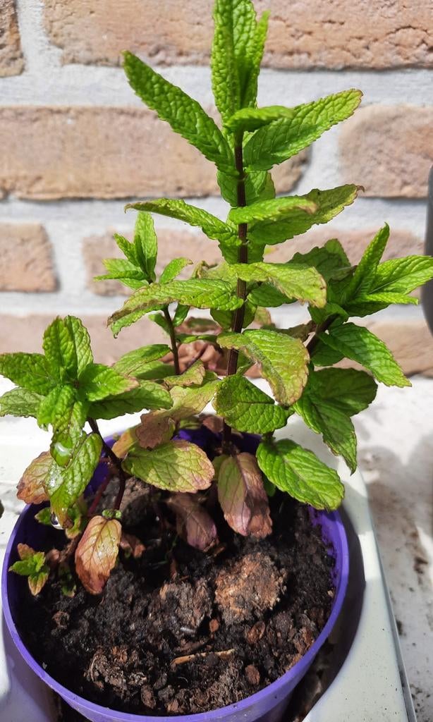 Munt plantje, Jardin & Terrasse, Plantes | Jardin, Enlèvement, Été, Plante fixe, Herbes