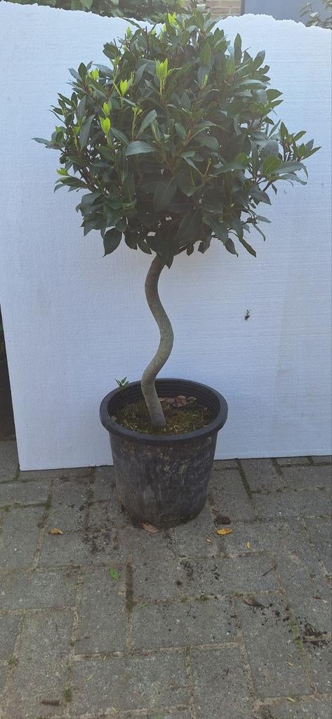 Laurus nobilis spiraal stam, echte laurier., Tuin en Terras, Ophalen, Balkon