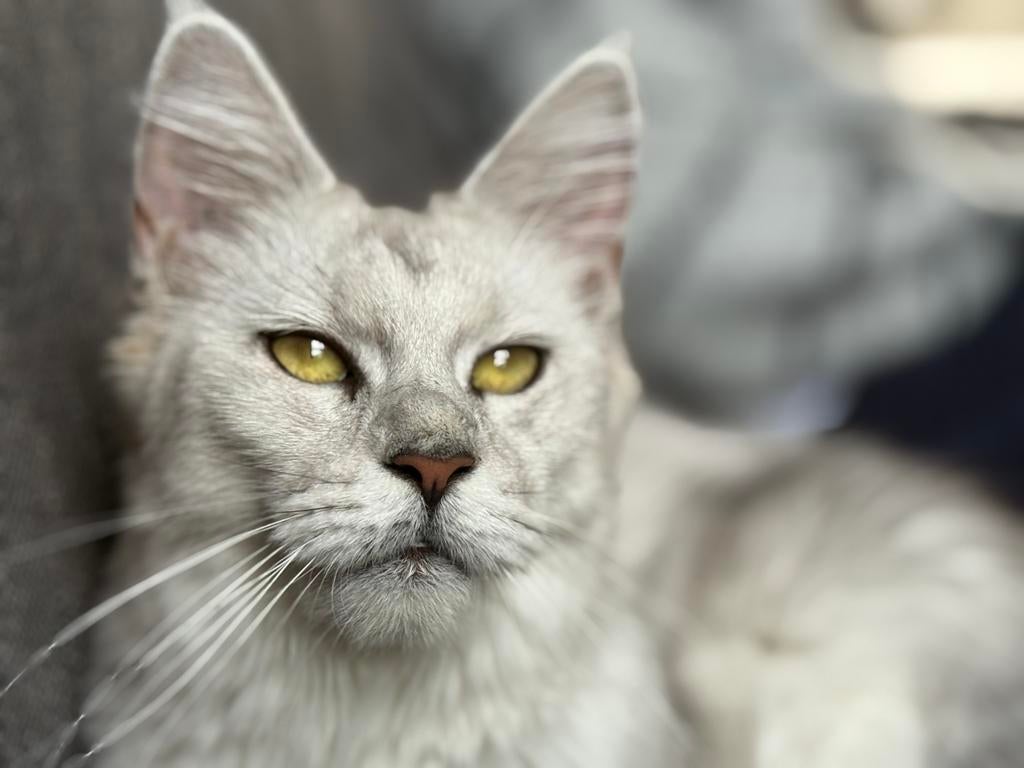 Maine coon presque 2 ans, Chatte ou Chat, Avec pedigree, 0 à 2 ans