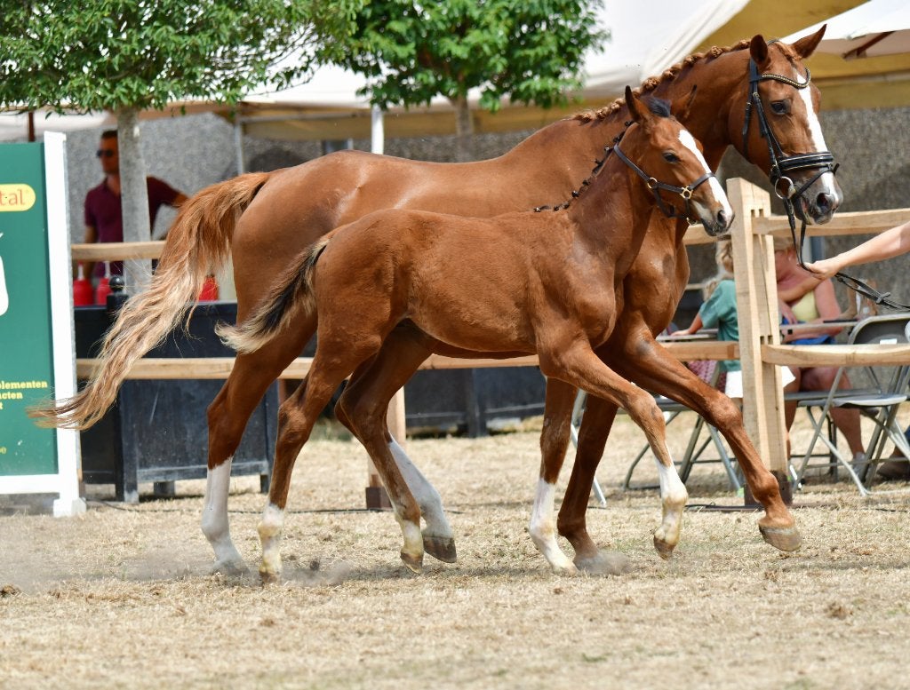 Dressuur veulen hengst, Met stamboom, Dressuurpaard, 0 tot 2 jaar, Hengst