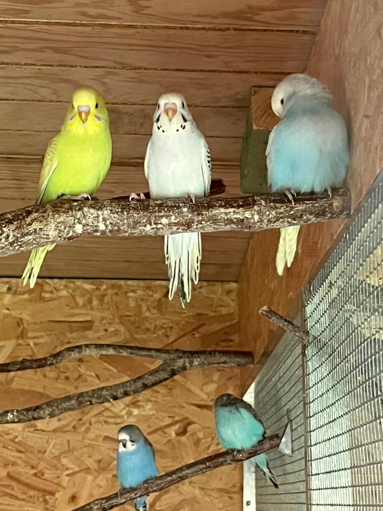 Jonge grasparkieten, Dieren en Toebehoren, Vogels | Parkieten en Papegaaien, Parkiet, Meerdere dieren