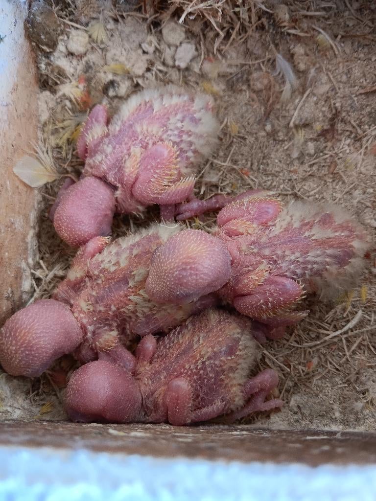rozecolli 's in blok, Dieren en Toebehoren, Vogels | Parkieten en Papegaaien, Tam