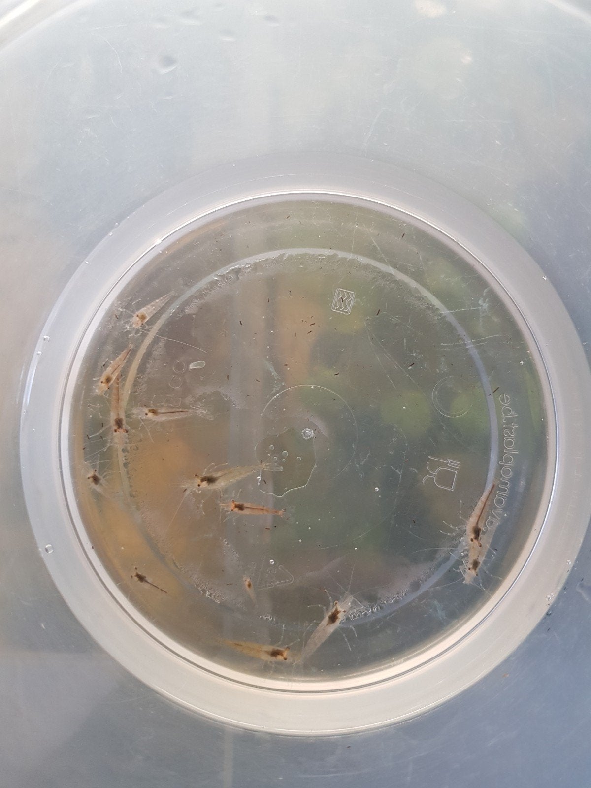 Wildkleur garnaaltjes, Dieren en Toebehoren
