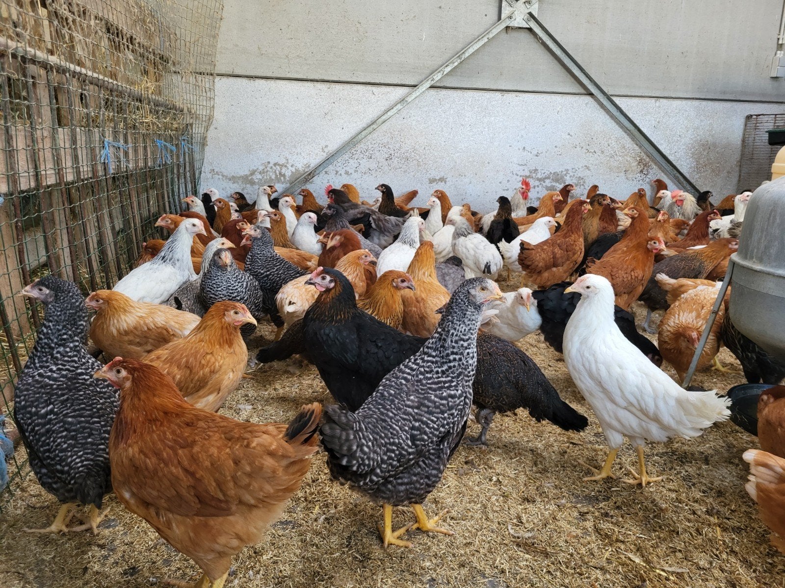 poules pondeuses de différentes couleurs, Femelle, Poule ou poulet