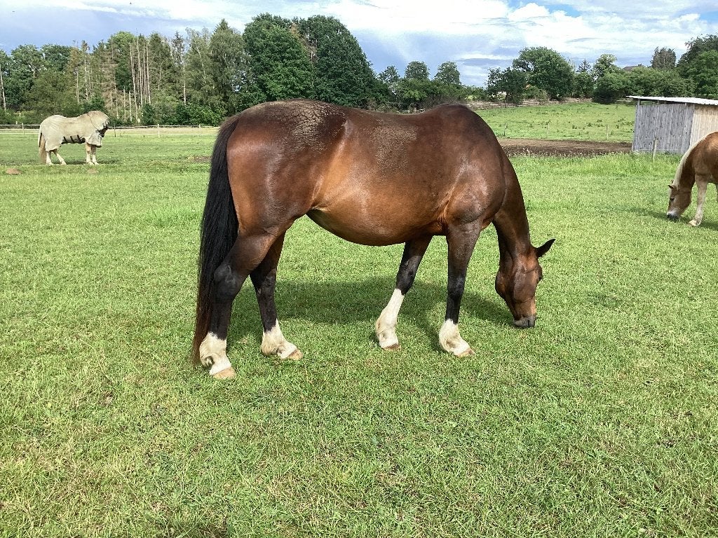 Halve stal voor braaf paard, Dieren en Toebehoren, Paarden