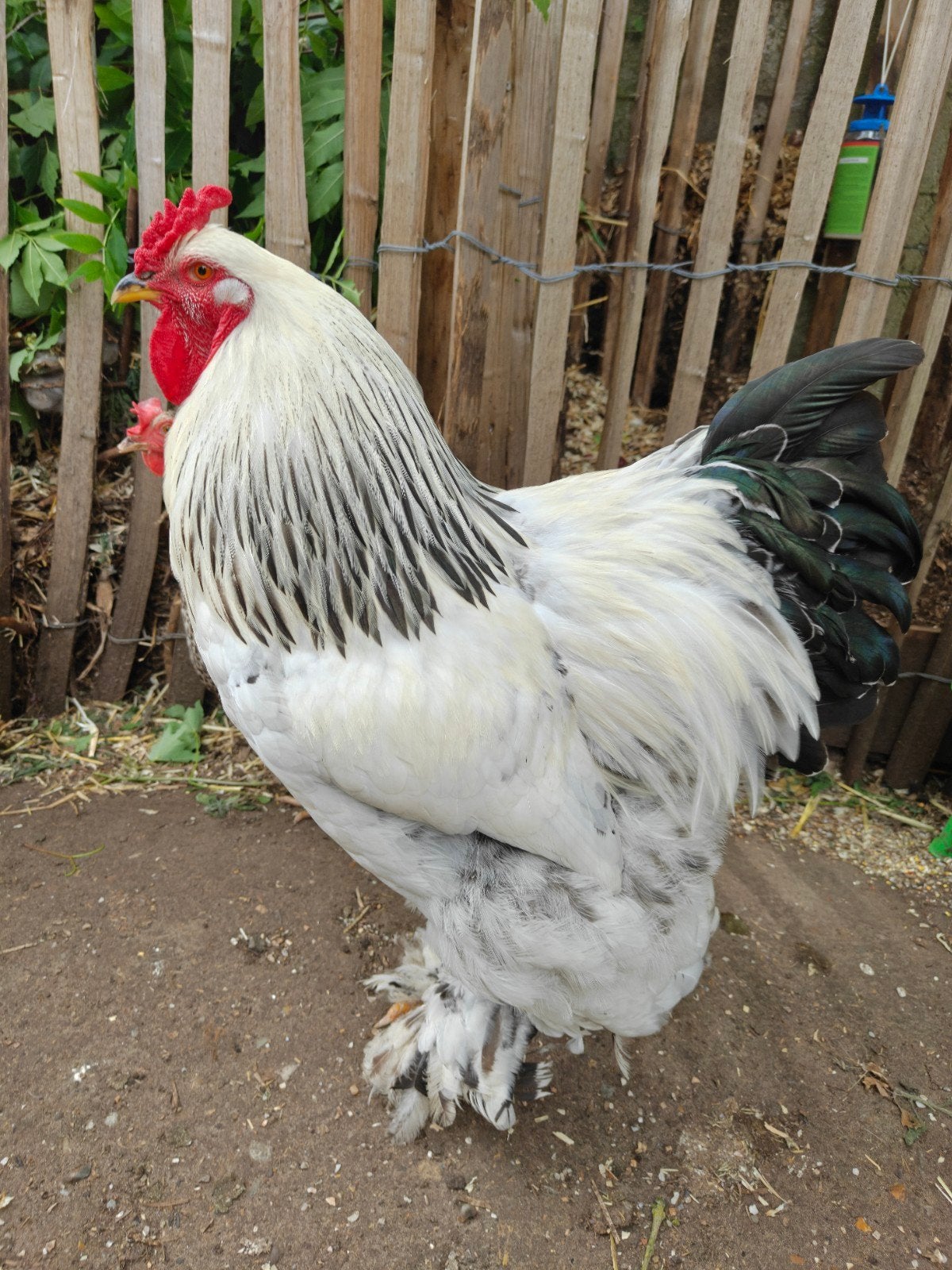 Handtamme wit zwart Brahma haan, Mâle, Poule ou poulet