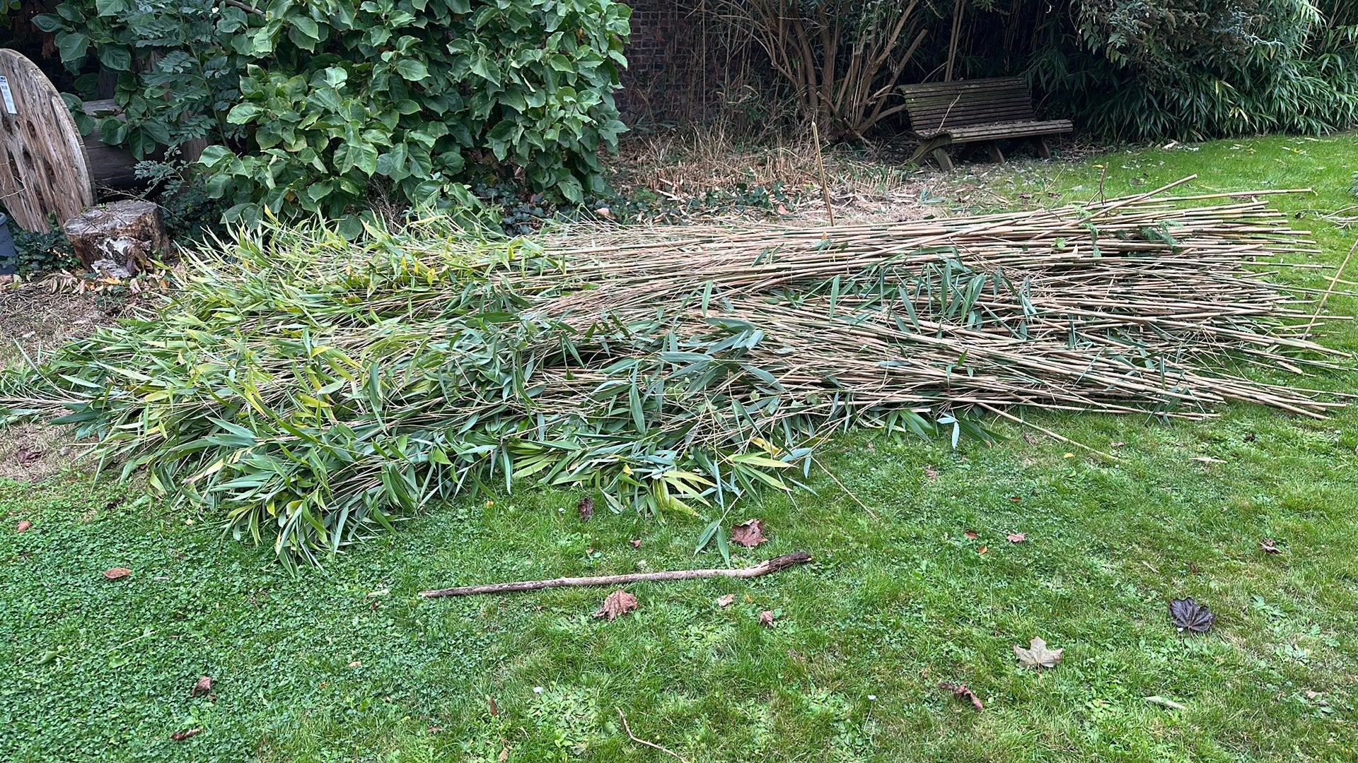Bamboe *GRATIS*, Ophalen