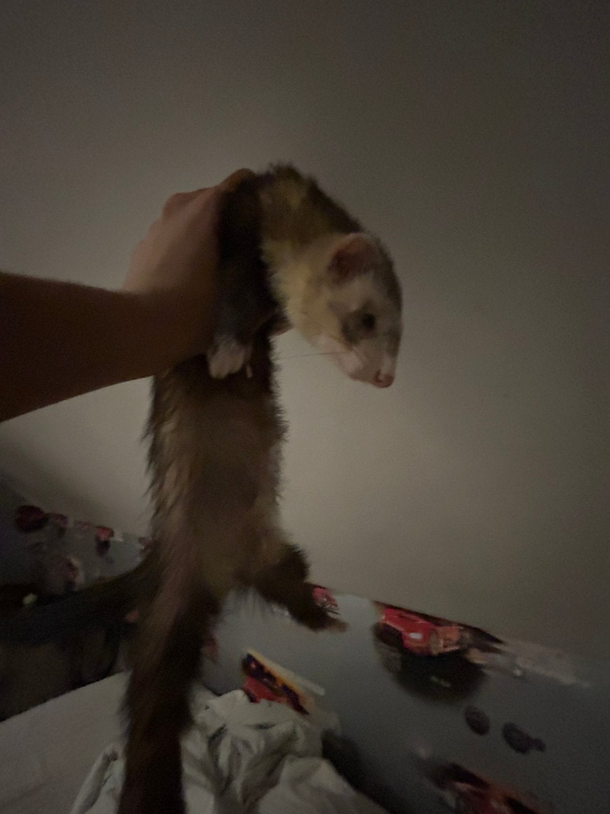 2 Furets male et femelle, Ophalen