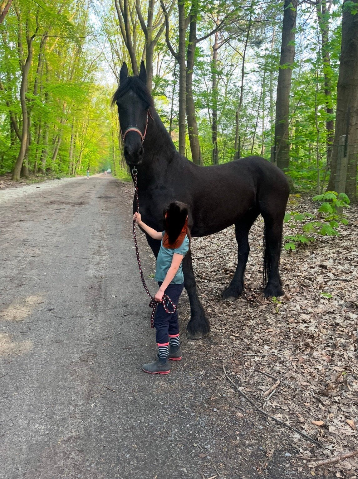 Fries paard