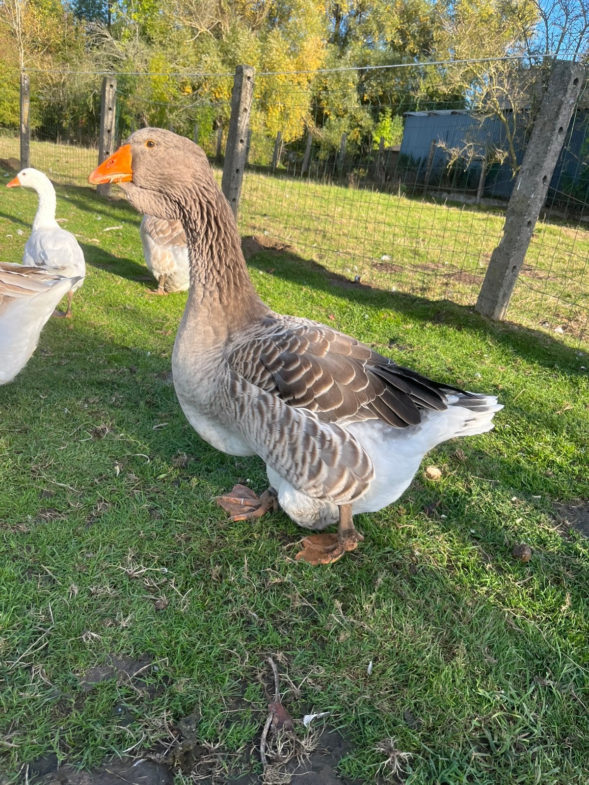 Toulouse gans, Dieren en Toebehoren