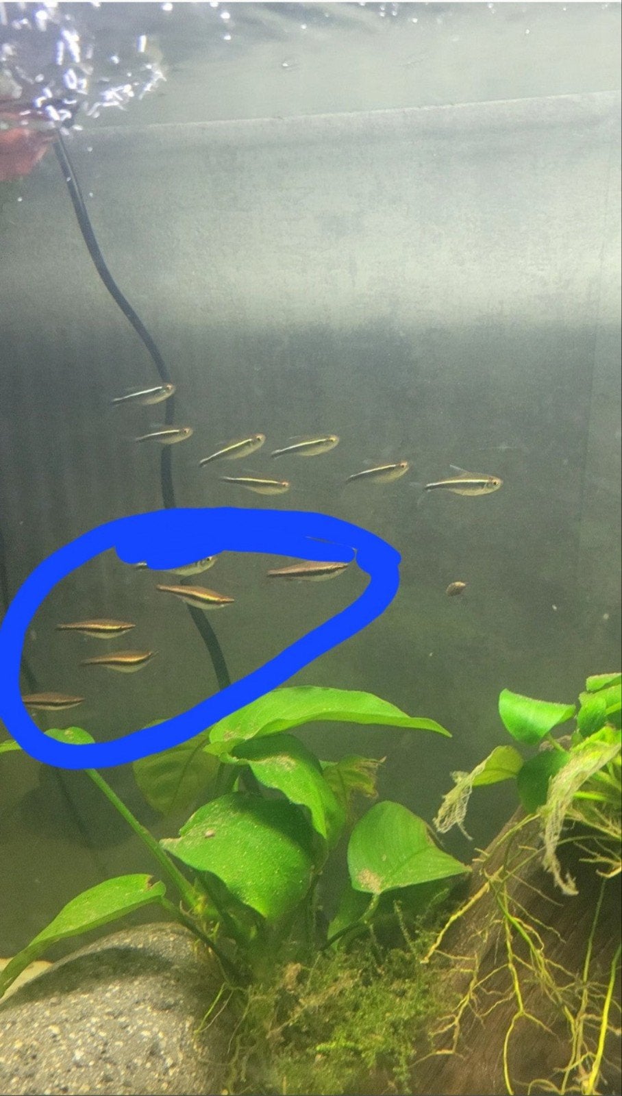 Drieband potloodvisjes 6 stuks, Dieren en Toebehoren, Vissen | Aquariumvissen