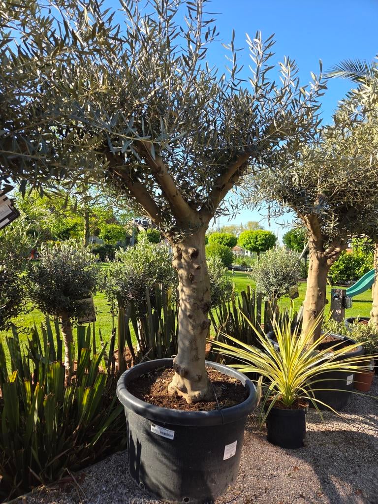 Mooi vertakte olijfbomen, Tuin en Terras, Ophalen, Olijfboom