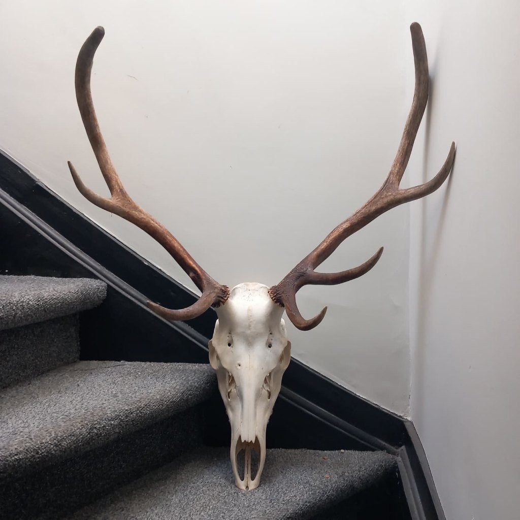 Gewei met schedel, Collections, Collections Animaux, Enlèvement, Neuf, Cerf, Crâne